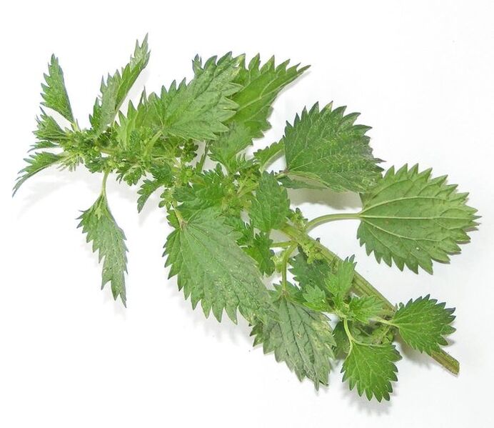 Nettle – composition of Uromexil