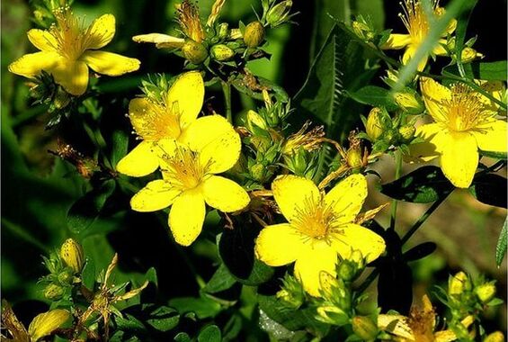 St. John's wort - a medicinal plant that helps with prostatitis