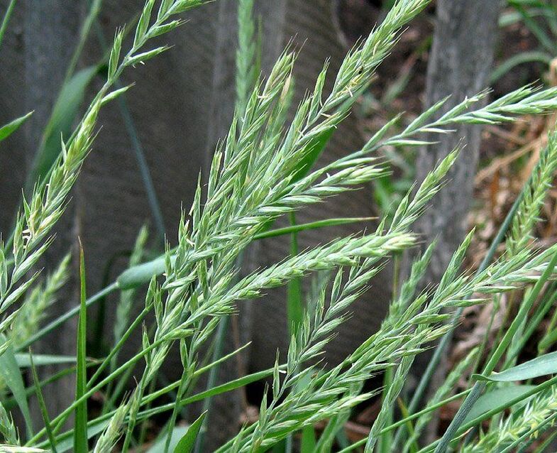 Wheatgrass for the treatment of prostatitis